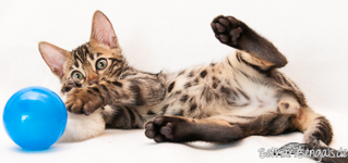 Bengal Kitten